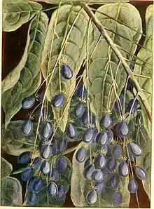 fruits and leaves