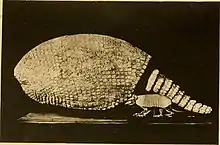 The holotype of G. texanum next to a skeleton of the Southern naked-tailed armadillo.