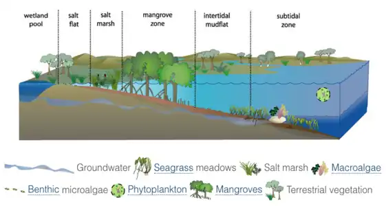 Conceptual diagram of estuarine vegetation