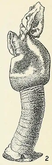 Illustration of "Conchoderma auritum"