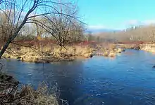 Two streams joining in a grassy, swampy area, with a bare tree at the left and some more in the rear