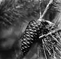 A pine cone (1939)