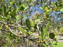 Mangle blanco(Conocarpus erectus)