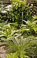 Cycads and ferns