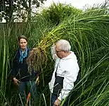 The large roots of this uprooted plant growing in a constructed wetlands indicate a healthy plant (Lima, Peru)