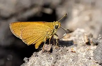 Ventral view