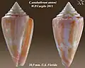 Conus anabathrum antoni W.  P.  Cargile 2011