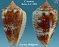 Conus boeticus  Reeve, L.A., 1844