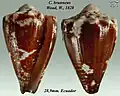 Conus brunneus Wood, W., 1828