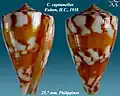 Conus capitanellus  Fulton, H.C., 1938