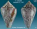 Conus cedonulli Linnaeus, C., 1767