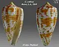 Conus collisus Reeve, L.A., 1849