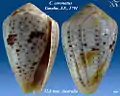 Conus coronatus Gmelin, J.F., 1791