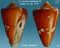 Conus crocatus thailandis  Motta, A.J. da, 1978