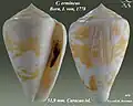 Conus ermineus Born, I. von, 1778