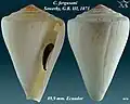 Conus fergusoni  Sowerby, G.B. II, 1873