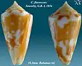 Conus flavescens  Sowerby, G.B. I, 1834