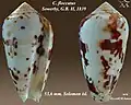 Conus floccatus  Sowerby, G.B. I, 1841