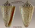 Conus locumtenens Blumenbach, J.F., 1791