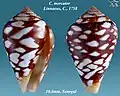 Conus mercator Linnaeus, C., 1758