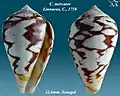 Conus mercator Linnaeus, C., 1758