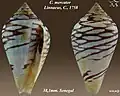 Conus mercator Linnaeus, C., 1758