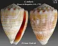 Conus miliaris Hwass in Bruguière, J.G., 1792