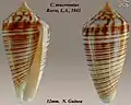 Conus mucronatus Reeve, L.A., 1843