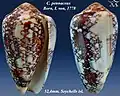 Conus pennaceus Born, I. von, 1778