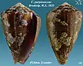 Conus purpurascens Broderip, W.J., 1833