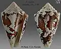 Conus regius Gmelin, J.F., 1791