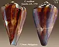 Conus vexillum Gmelin, J.F., 1791