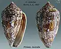 Conus victoriae Reeve, L.A., 1843