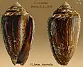 Conus victoriae Reeve, L.A., 1843