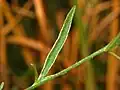 Leaf of Convolvulus cantabrica