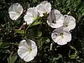 Convolvulus arvensis (Leli)