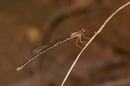 Copera marginipes female