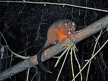 Coppery brushtail possum (T. johnstonii)