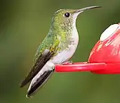 Female near Monteverde