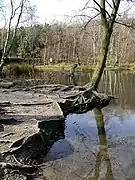 Coppice Pond