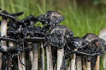 Late stage deliquescence of Coprinus comatus mushrooms