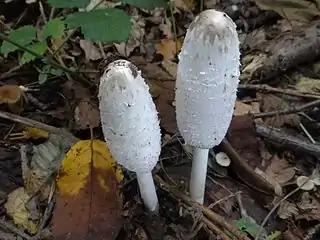 Young Coprinus comatus