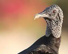 Naked head with long beak