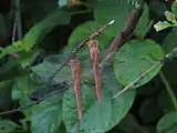 Females without white patches in wings