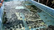 View of coral microfragments growing in a wide rectangular basin on land,  known as a coral nursery.