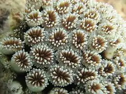 Close up of polyps on the surface of a coral, waving their tentacles.