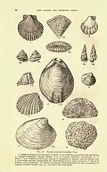 Fossils from the Coralline Crag. From Chatwin (1954).