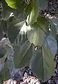 Cordia dichotoma foliage.