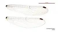 Female wings