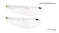 Male wings